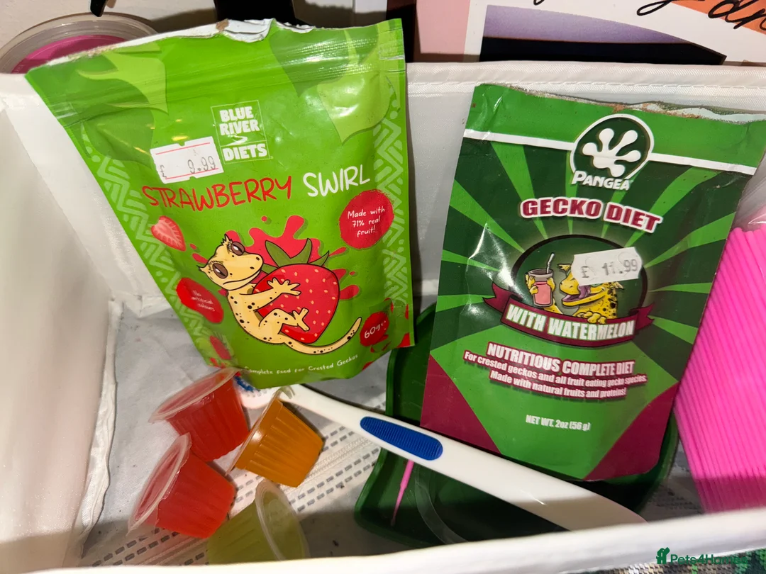 Gecko reptiles for sale: Crested Gecko with vivarium in Mitcheldean - Advert 7