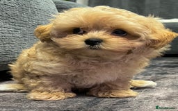 Toy Poodle dogs for sale: 🌟 Stunning Champagne Asian Toy Poodle Boy🌟 - Advert 10