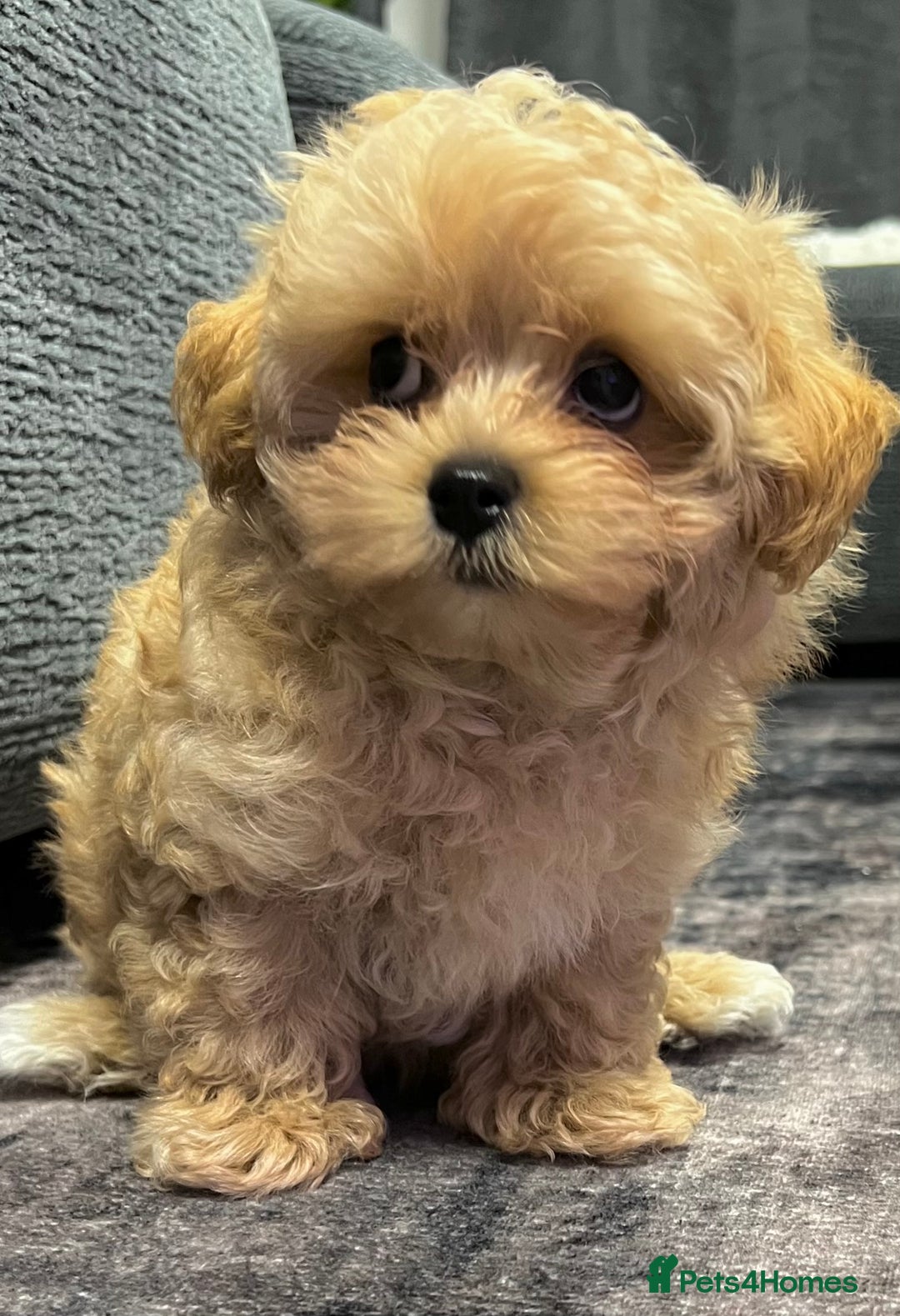Toy Poodle dogs for sale: 🌟 Stunning Champagne Asian Toy Poodle Boy🌟 - Advert 10