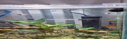 Tetras fish for sale: Harlequins & Tetra in Selby - Advert 1