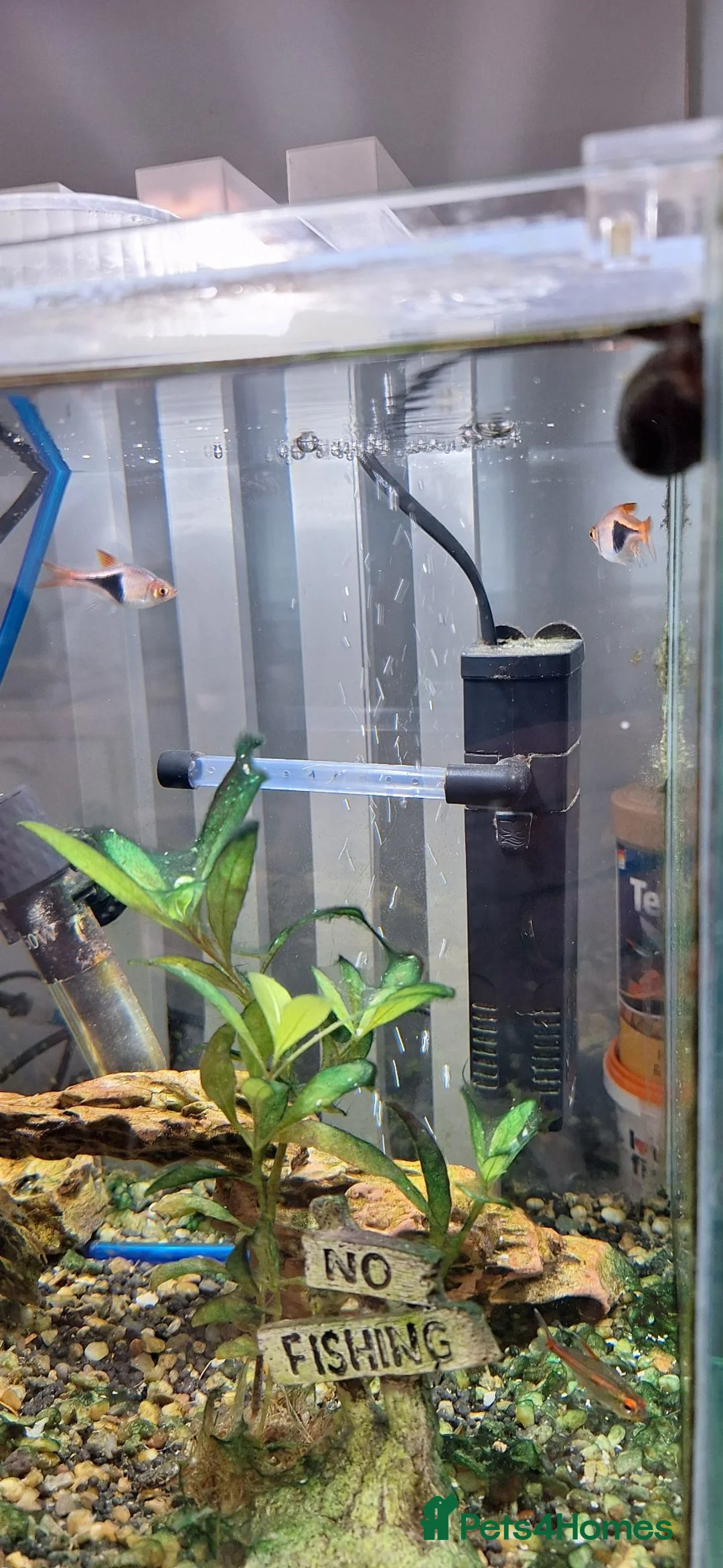 Tetras fish for sale: Harlequins & Tetra in Selby - Advert 1