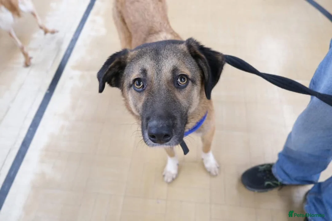 Mixed Breed dogs for adoption: Levi - Norwich Norfolk  - Advert 5