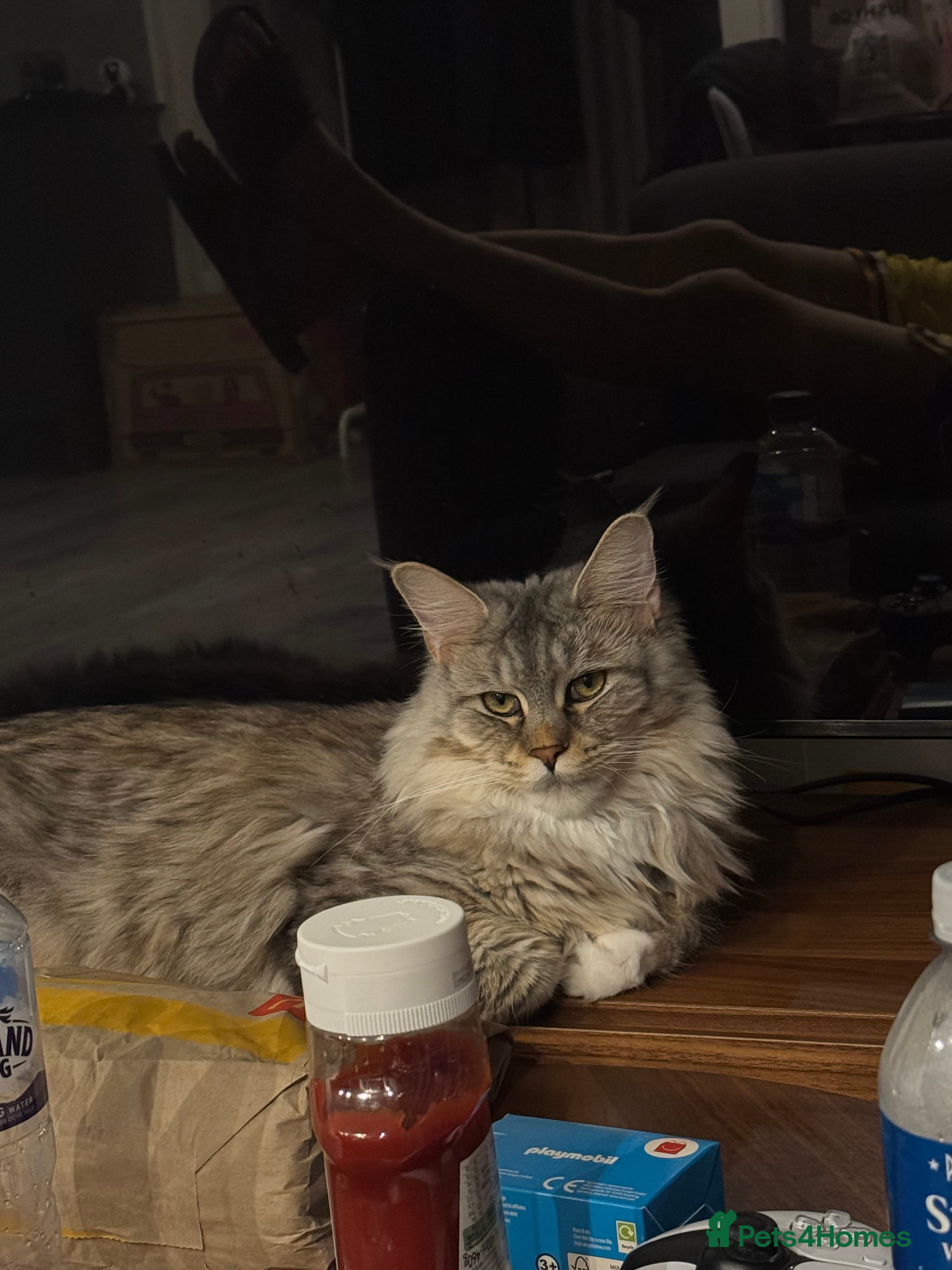 Maine Coon cats A year old Maine female cat looking for a new home - Advert 18