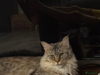 Maine Coon cats A year old Maine female cat looking for a new home - Advert 1