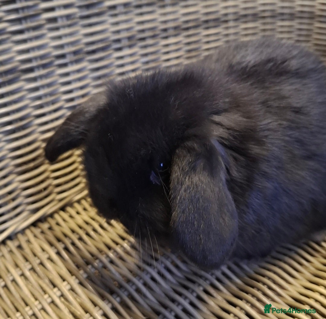 Mini Lop rabbits for sale: Bundle of fluffs ready to be reserved  - Advert 11