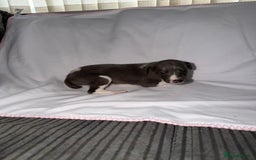 Whippet dogs for sale: Whippet pups for sale  - Advert 4