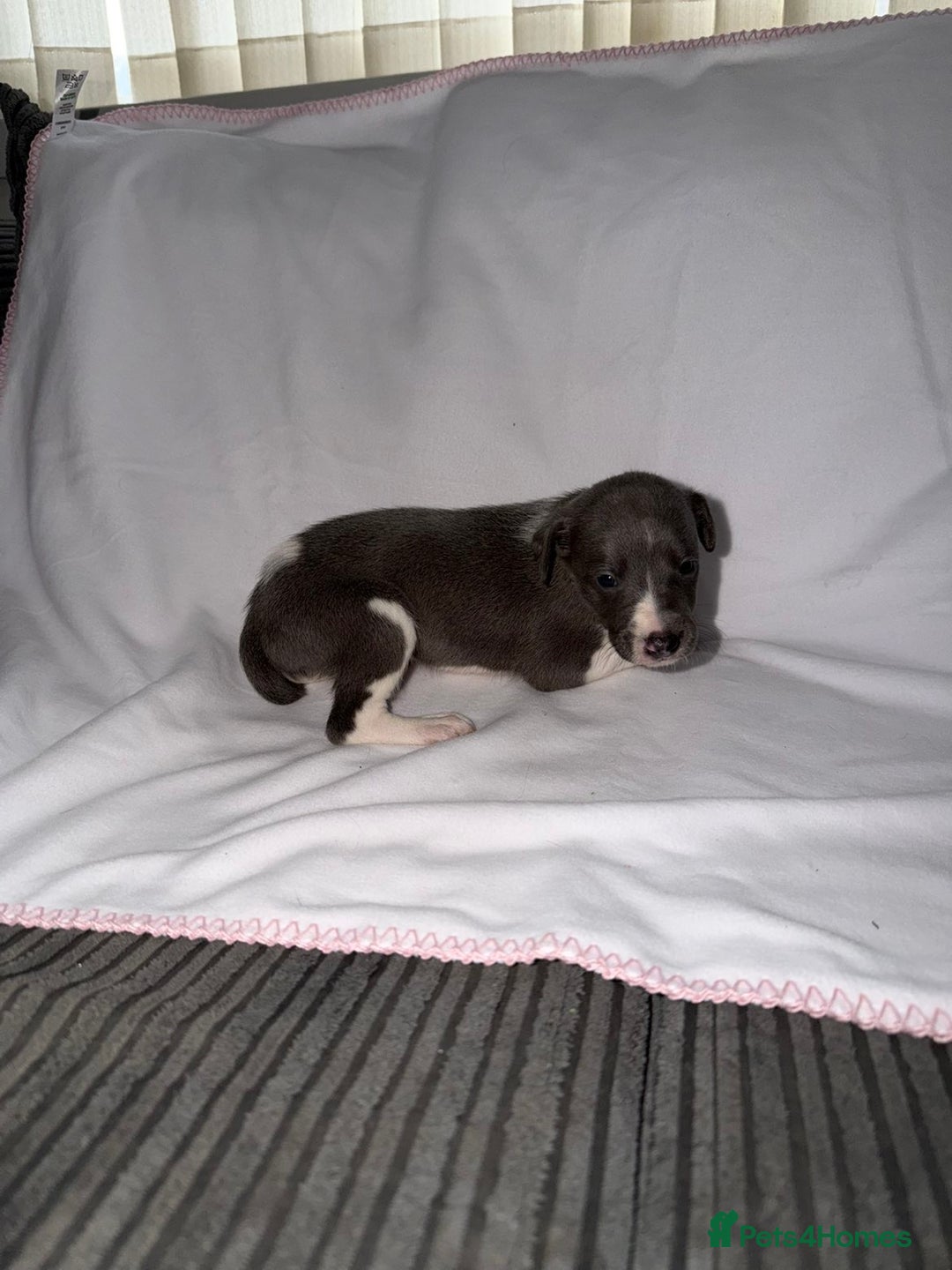 Whippet dogs for sale: Whippet pups for sale  - Advert 4