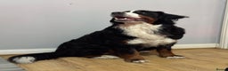Bernese Mountain Dog dogs for sale: Stunning Pedigree Bernese Mountain Puppies - Advert 6