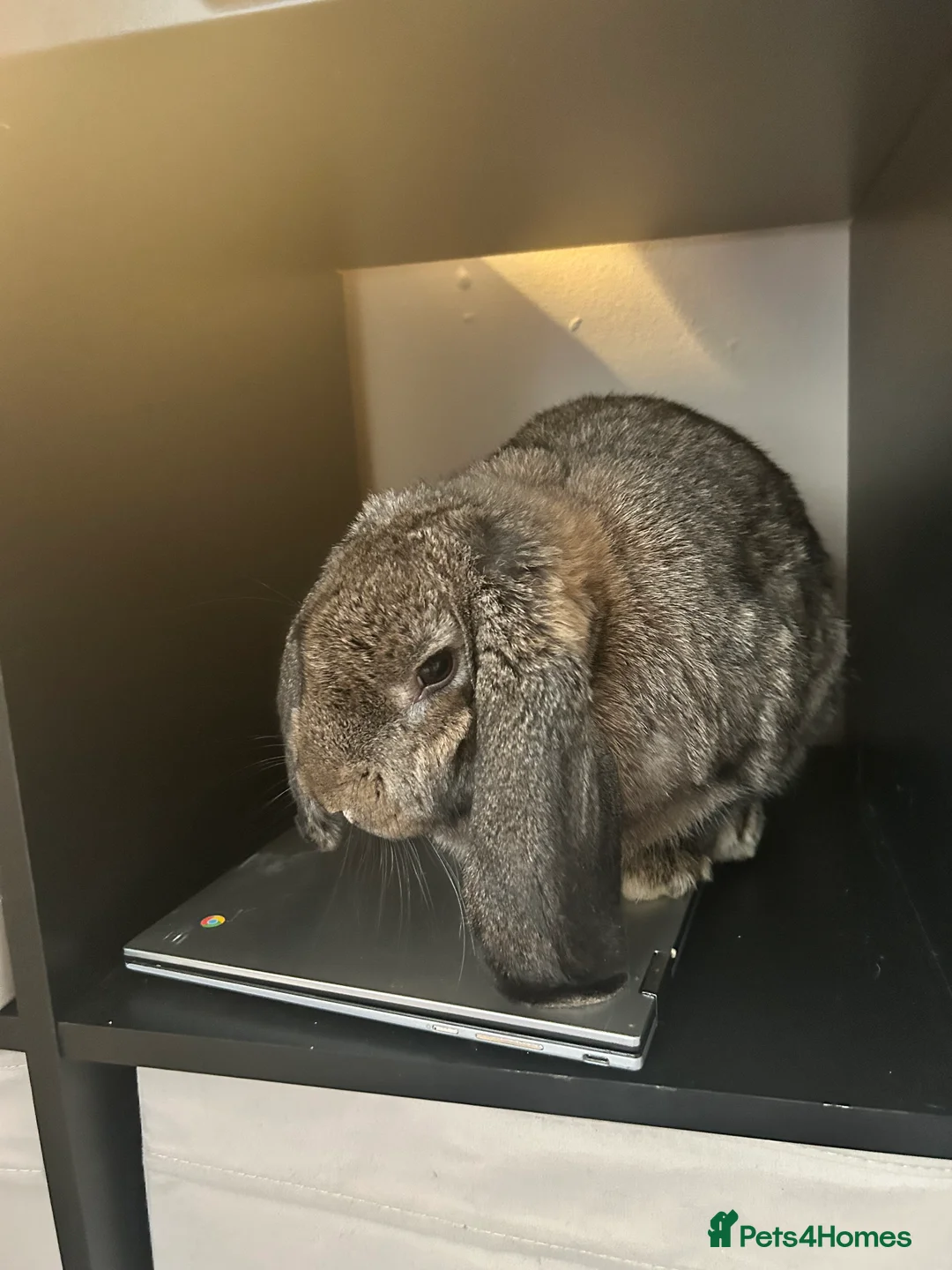 French Lop rabbits for sale: Cinnamon bun is a giant French lop - Advert 3