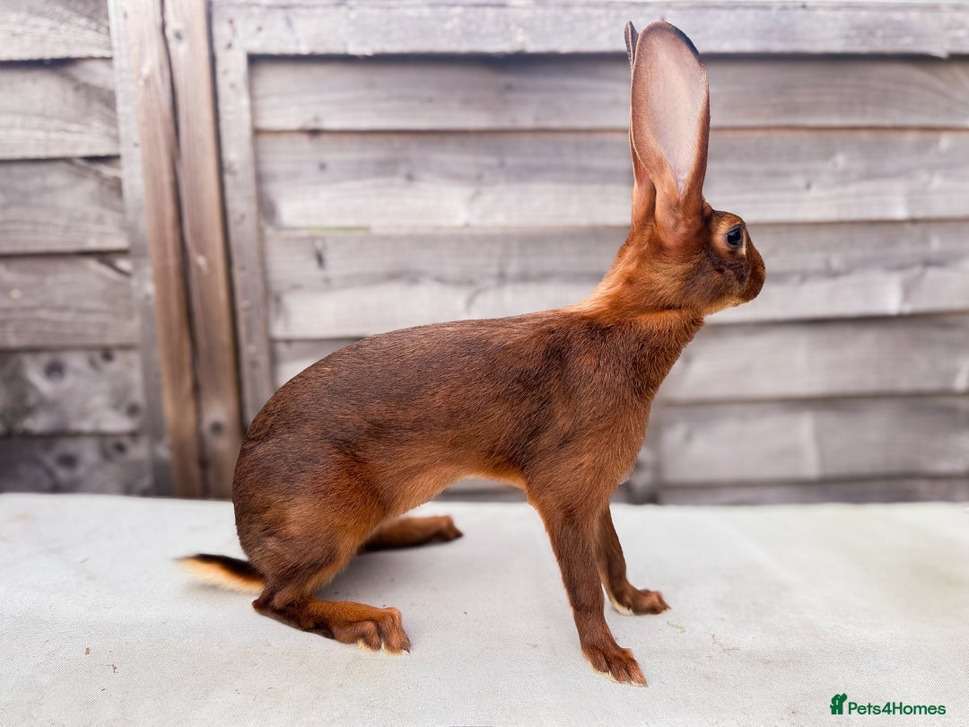 Belgian Hares rabbits for sale: Beautiful Rufus Red Belgian Hare doe youngster in Newent - Image 4