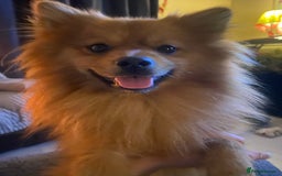 Pomeranian dogs for sale: Gorgeous boy pom - Image 4