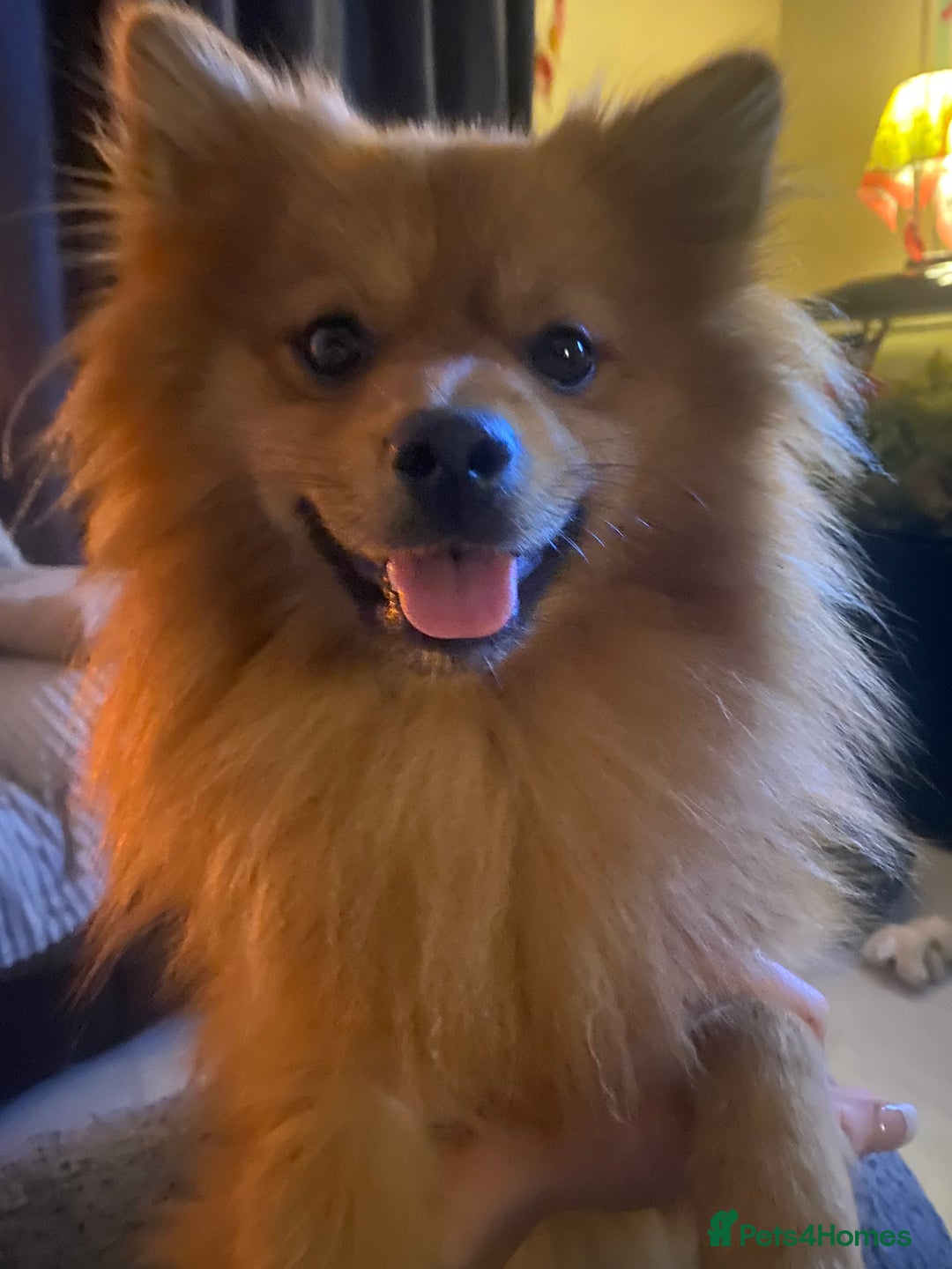Pomeranian dogs for sale: Gorgeous boy pom - Image 4