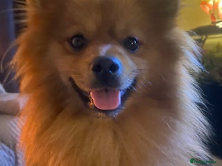 Pomeranian dogs - Advert 30