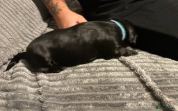 Mixed Breed dogs for sale: Beautiful miniature Labrador x cockapoo  - Image 3