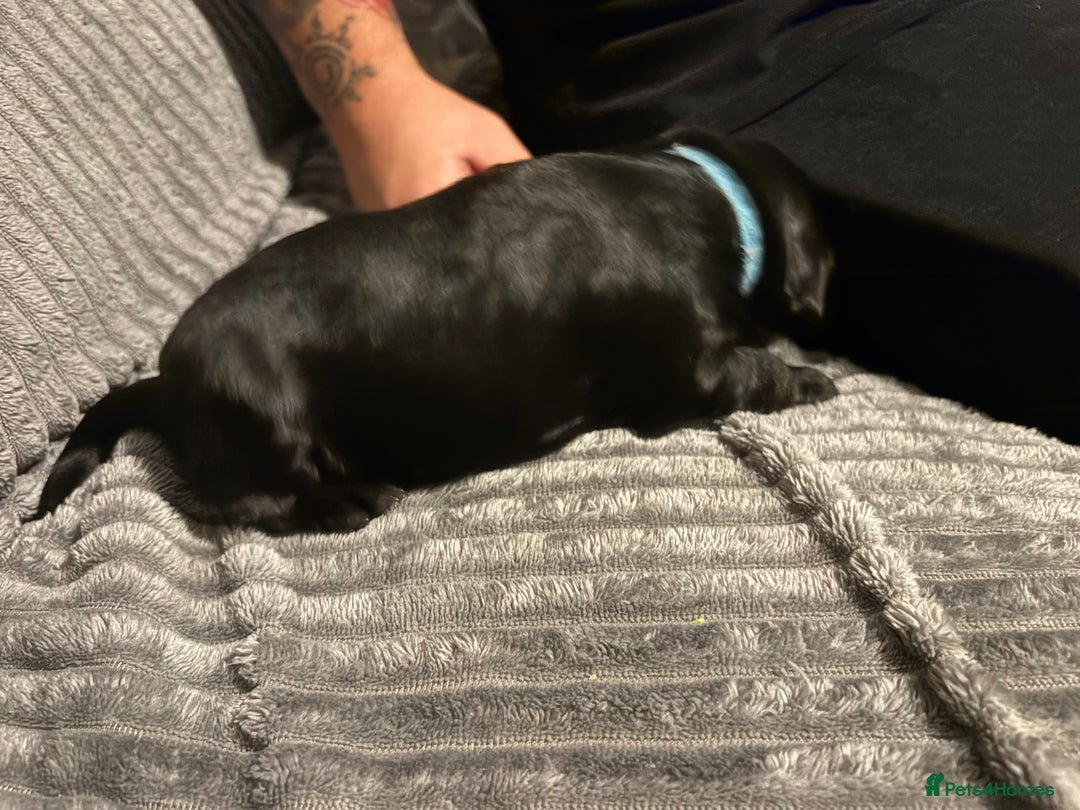 Mixed Breed dogs for sale: Beautiful miniature Labrador x cockapoo  - Image 3