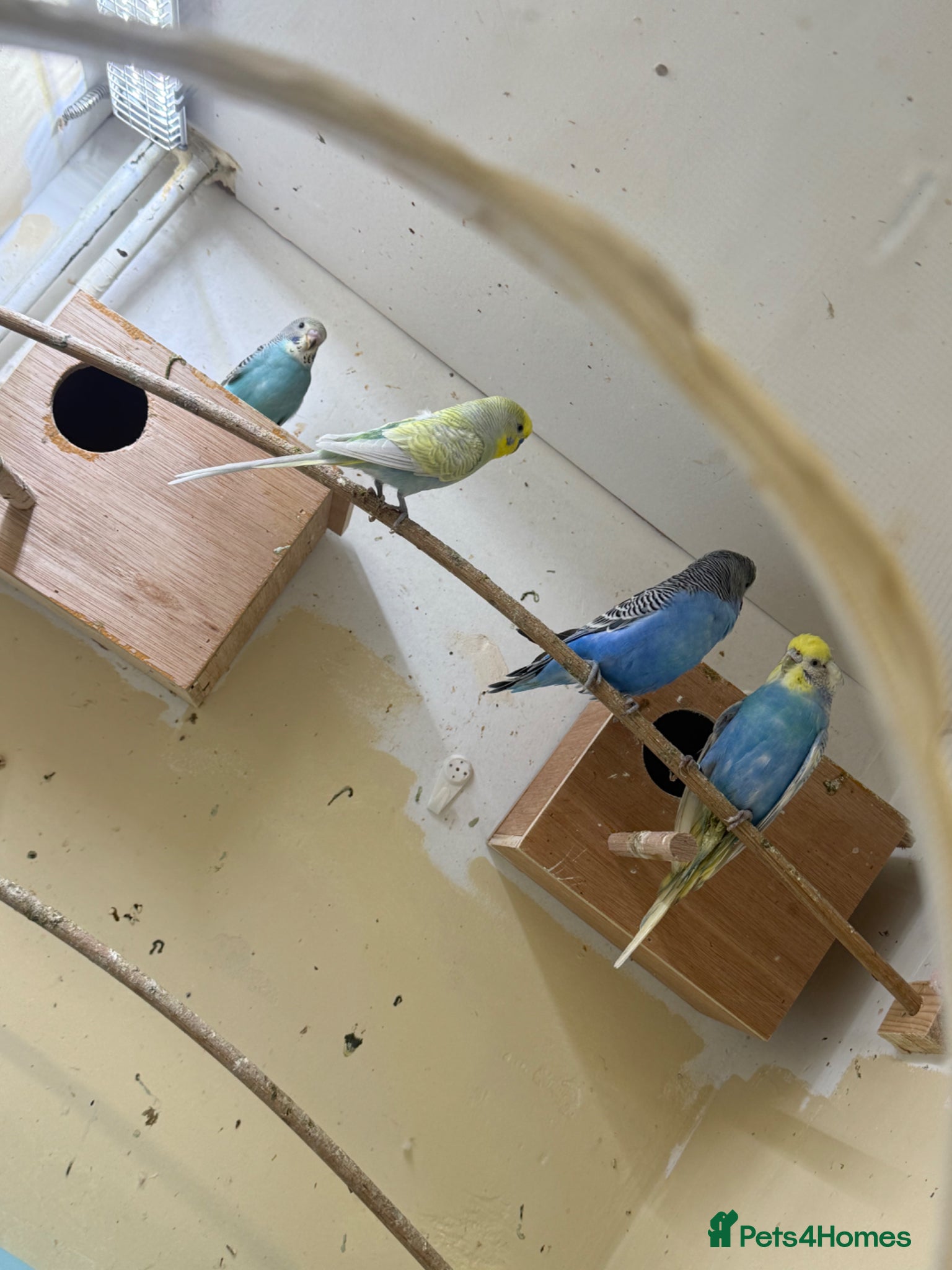 Budgerigars birds Budgies - Advert 2