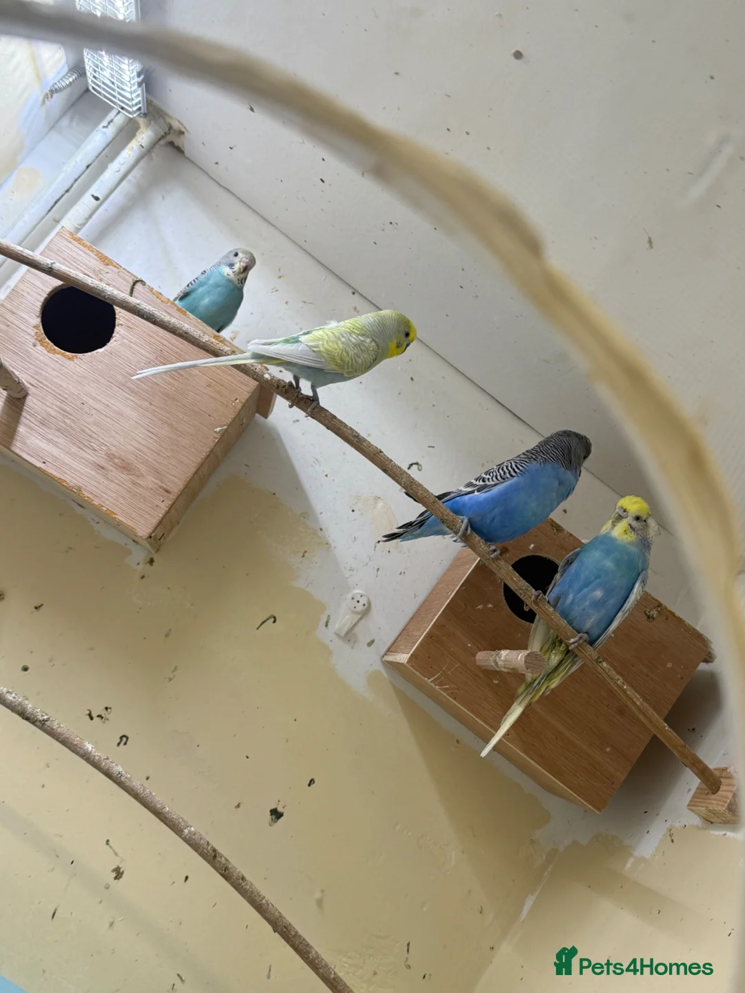 Budgerigars birds for sale: Budgies in London - Advert 2