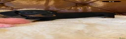 Miniature Dachshund dogs for sale: Adorable kc reg PRA clear miniature dachshunds  - Advert 6