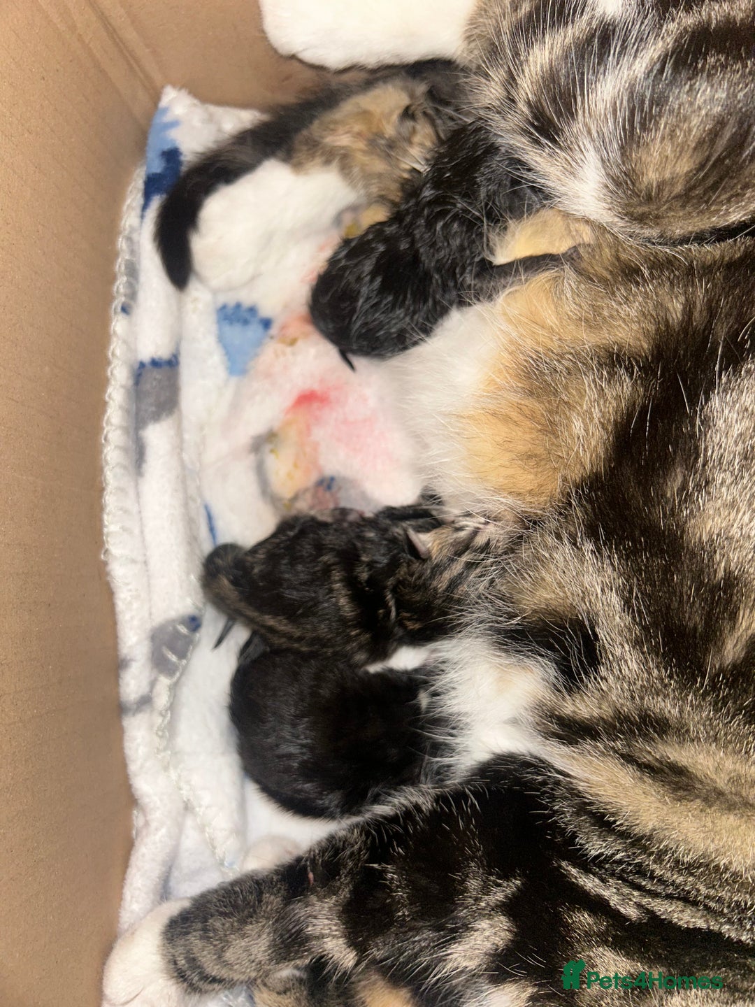 Mixed Breed cats for sale: ✨ Kittens for Sale ✨ - Image 9