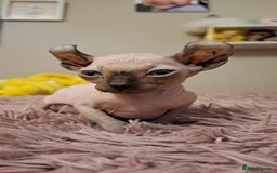 Sphynx cats for sale: Half Elf sphynx  - Image 16