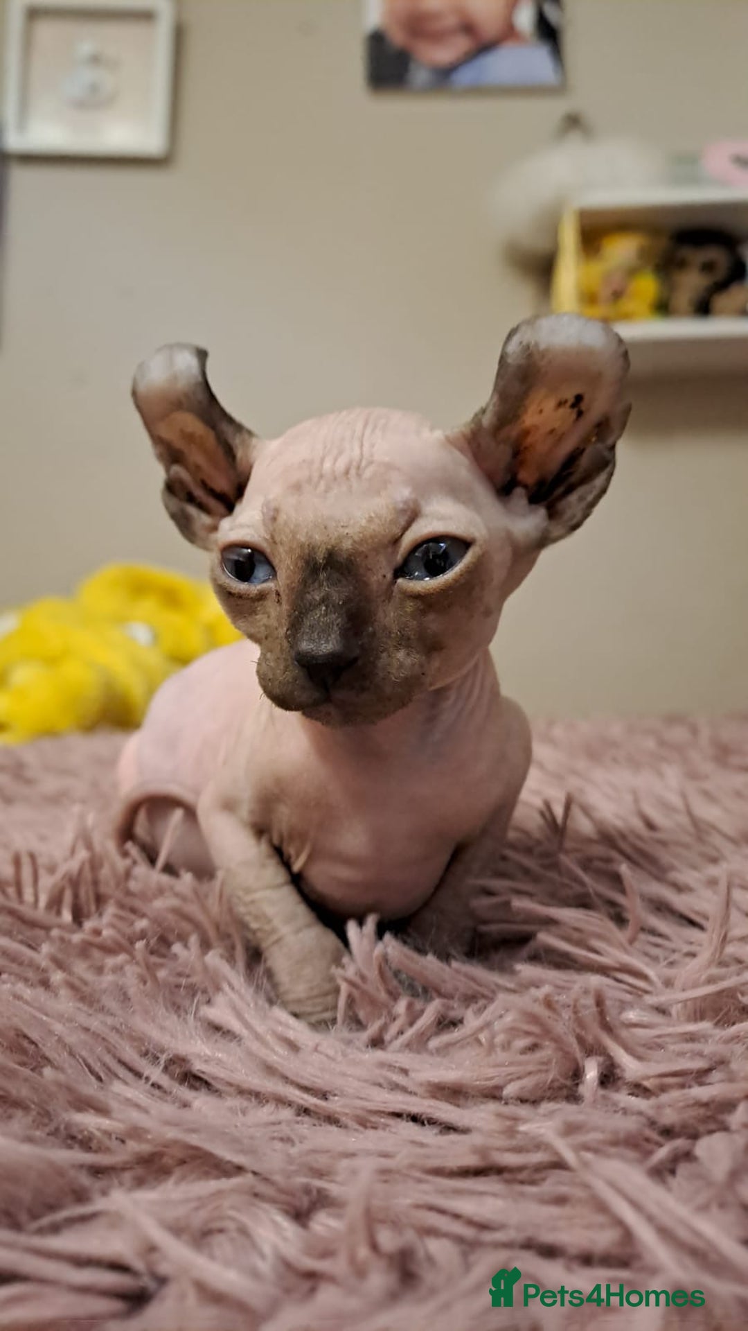 Sphynx cats for sale: Half Elf sphynx  - Image 16