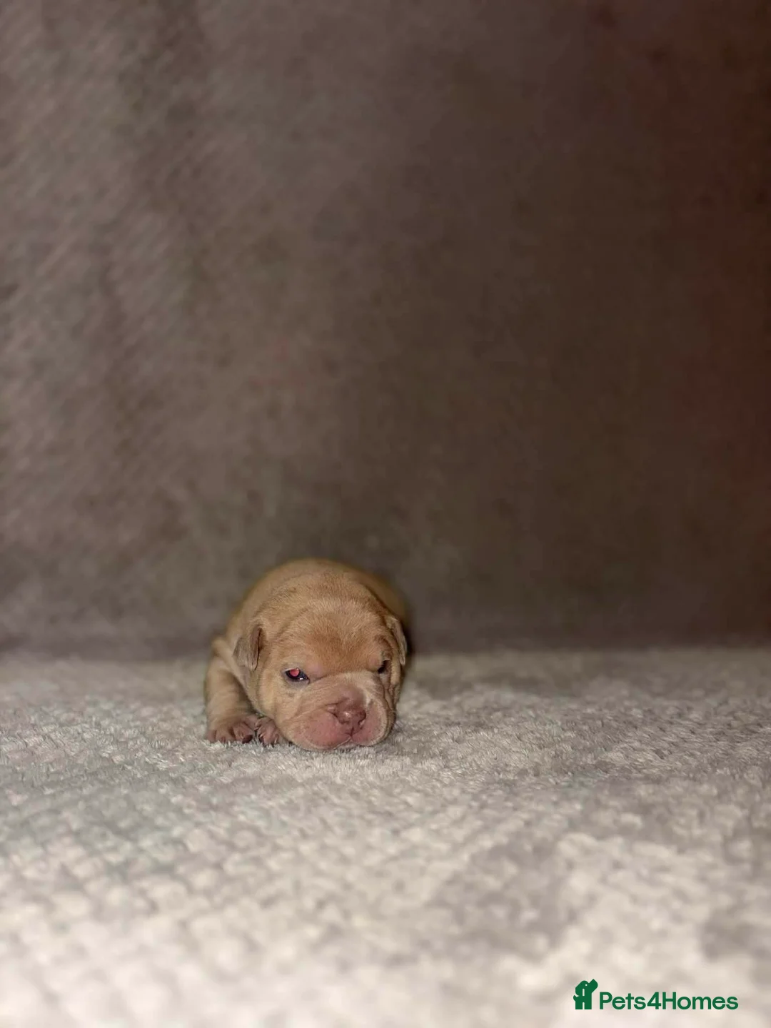 Mixed Breed dogs for sale: Puppies - Advert 5