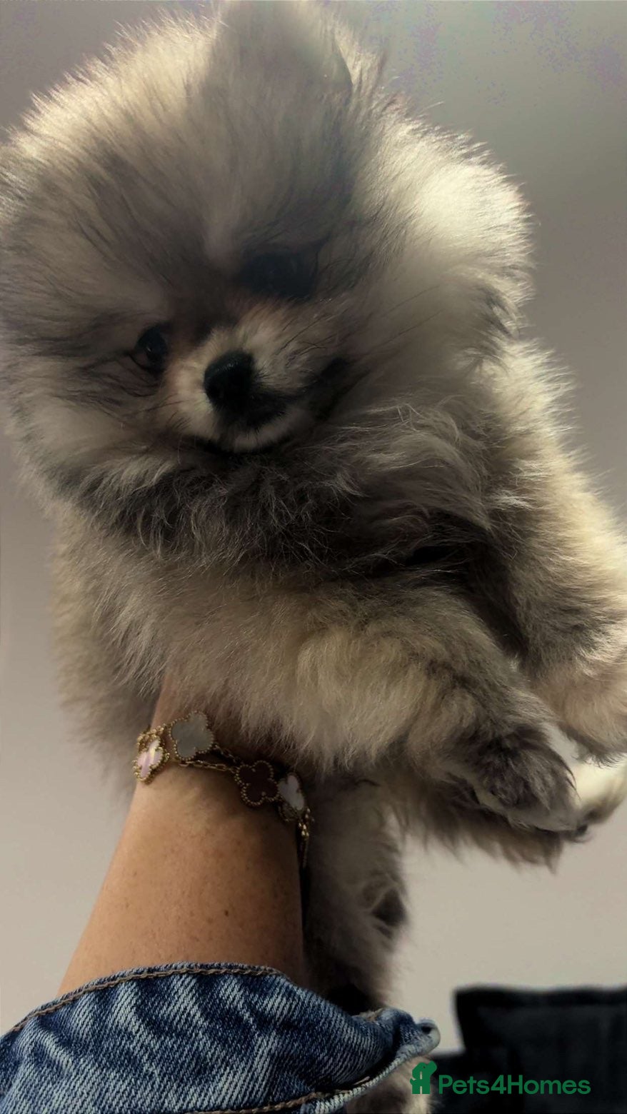 Pomeranian dogs 🎀fluffy female Pomeranians🎀LAST ONE!!! - Advert 13