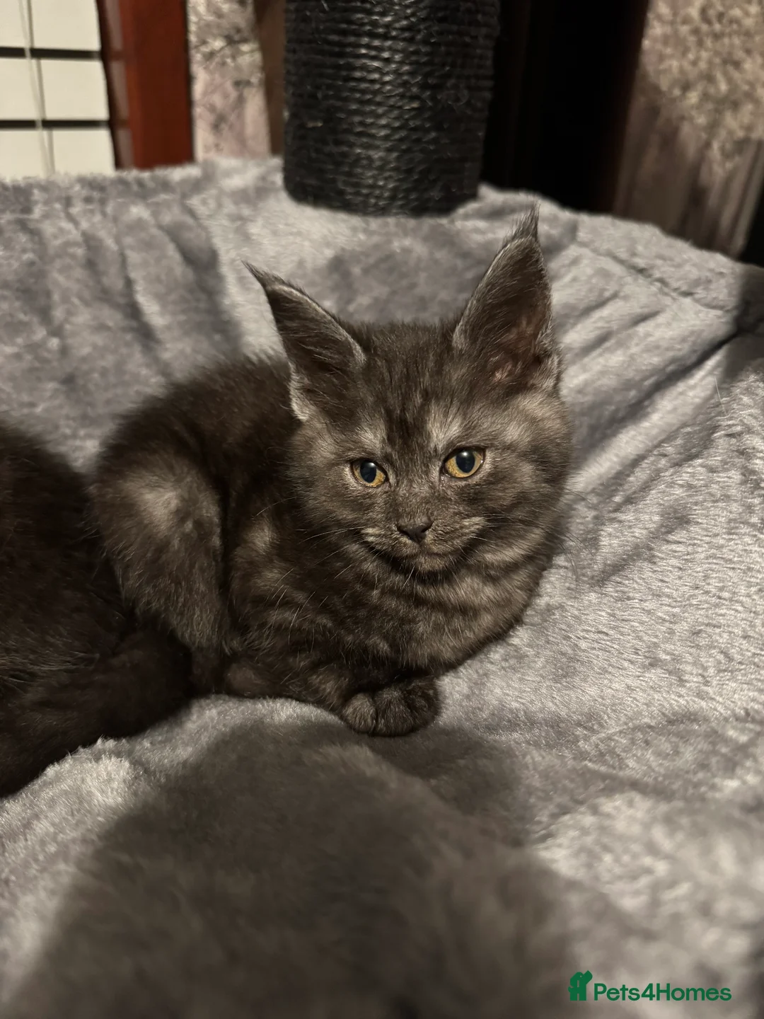 Mixed Breed cats for sale: British short hair cross Maine coon  - Advert 15