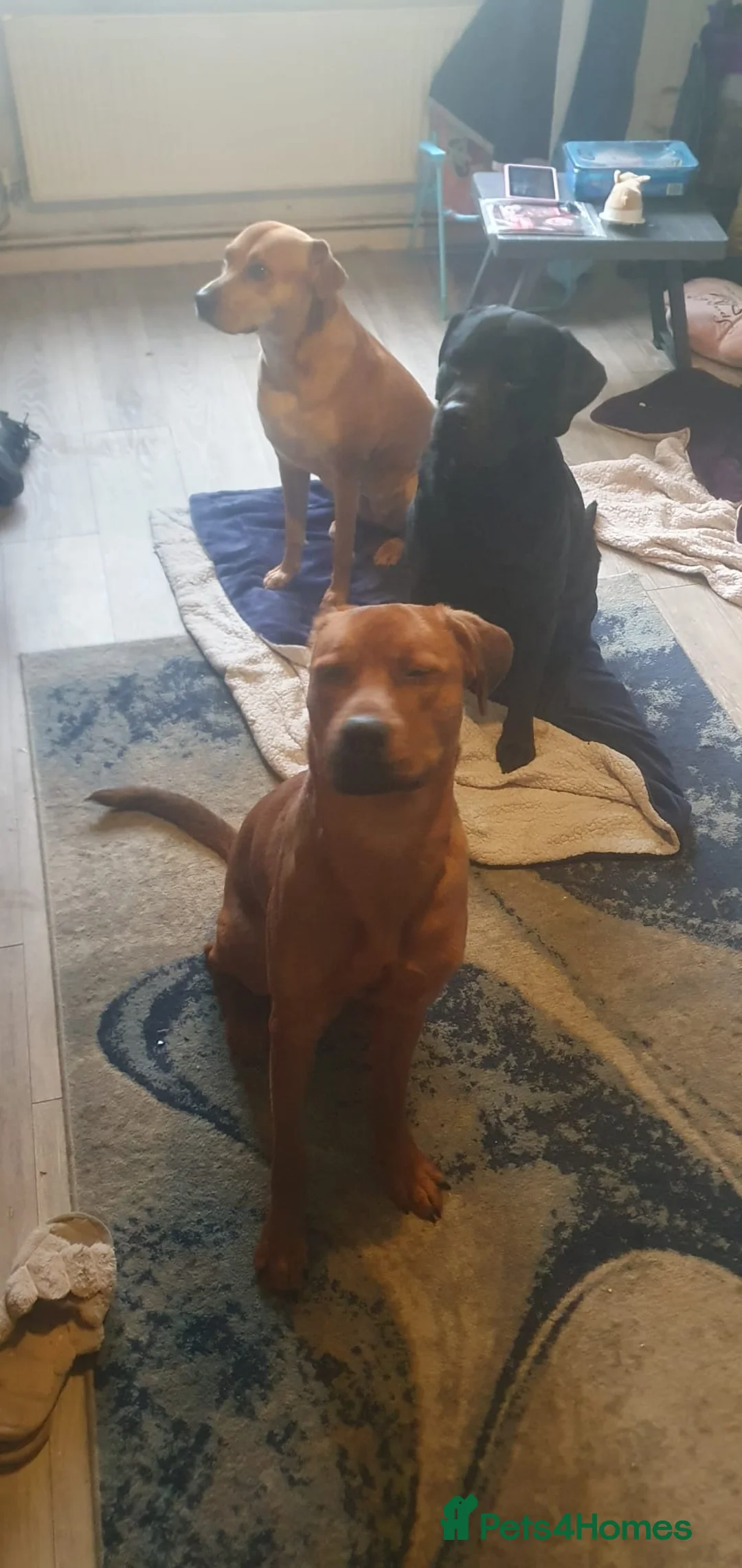 Mixed Breed dogs for sale: 1 year old staff x labrador rottweiler  - Advert 3