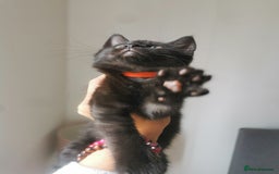 Bombay cats for sale: 6 beautiful Bombay kittens  - Image 14