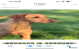 Labrador Retriever dogs for sale: Outstanding KC reg fox red Labrador puppies.  - Image 17