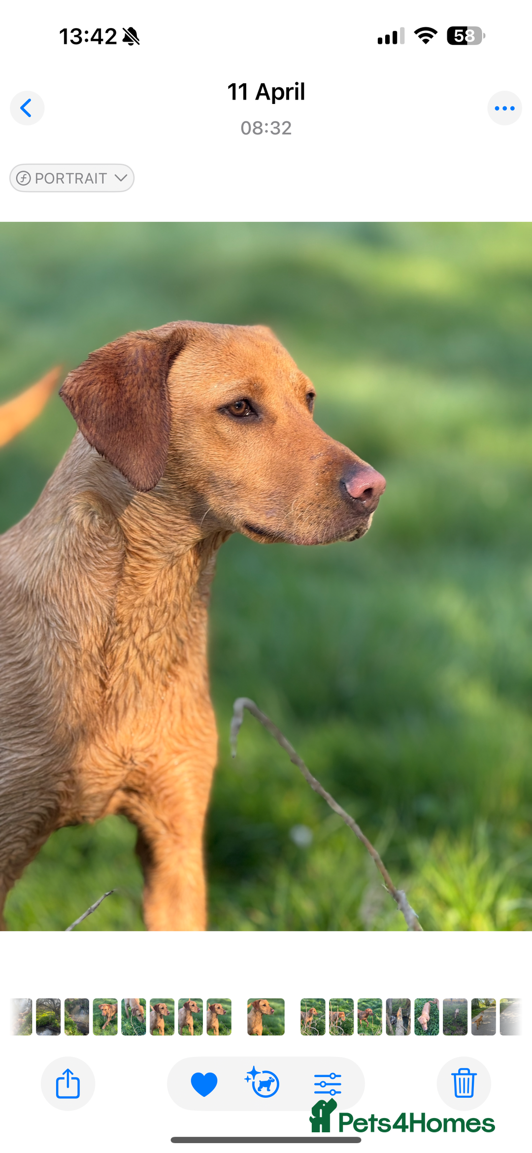 Labrador Retriever dogs for sale: Outstanding KC reg fox red Labrador puppies.  - Image 17