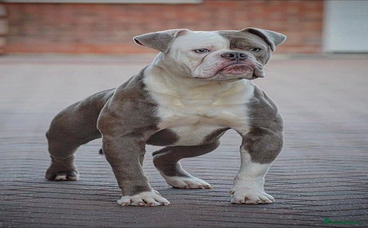 Olde English Bulldogge dogs in Wisbech - Advert 3