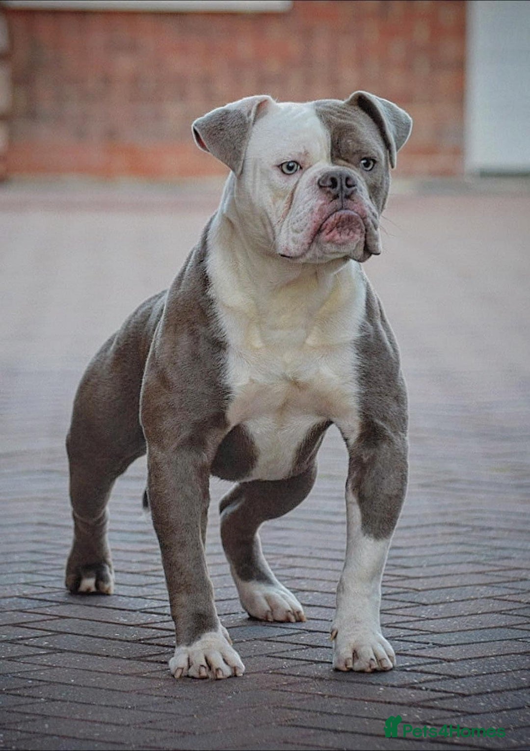 Olde English Bulldogge dogs for stud: 5⭐️LICENSED REGISTERED. 23 YEARS EXPERIENCE  in Wisbech - Advert 2