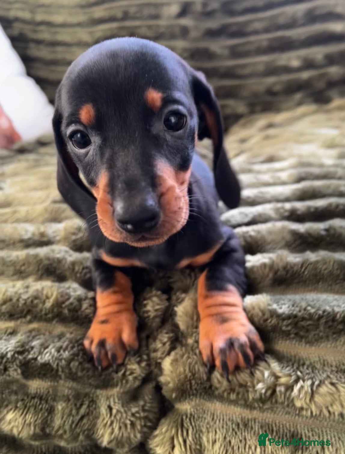 Dachshund dogs CHAMPION LINES - STANDARD KC SMOOTH DACHSHUNDS  - Advert 2