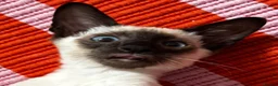 Siamese cats for sale: Male Siamese - Advert 5