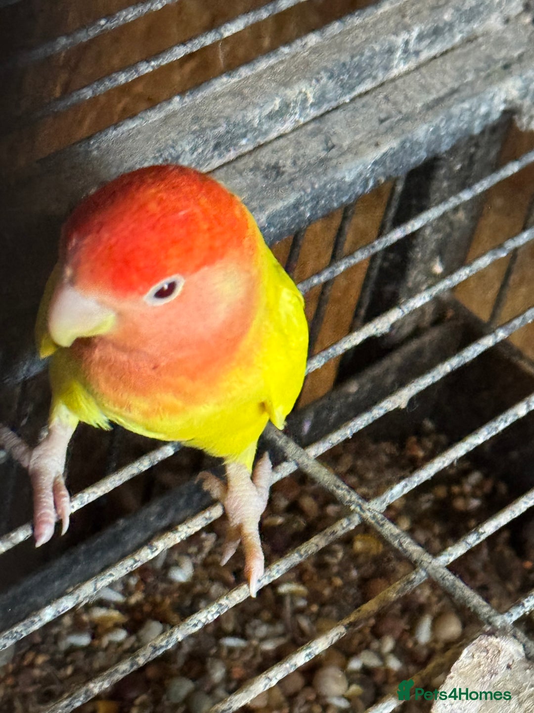 Lovebirds birds for sale: BEAUTIFUL YELLOW LOVE BIRD FOR SALE - Advert 3