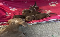 Miniature Dachshund dogs for sale: 3  kc registered miniature dachshund puppies  - Image 11