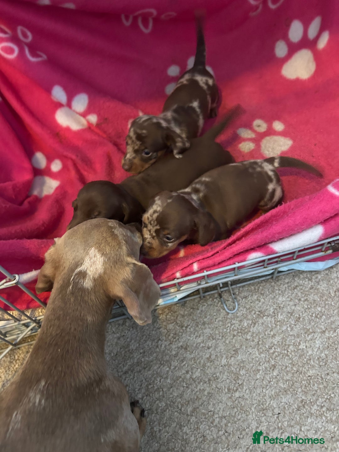 Miniature Dachshund dogs for sale: 3  kc registered miniature dachshund puppies  - Image 11