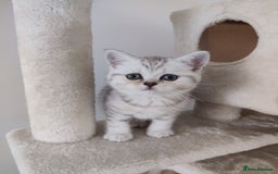 Scottish Fold cats for sale: Beautiful Scottish fold kittens  - Image 9
