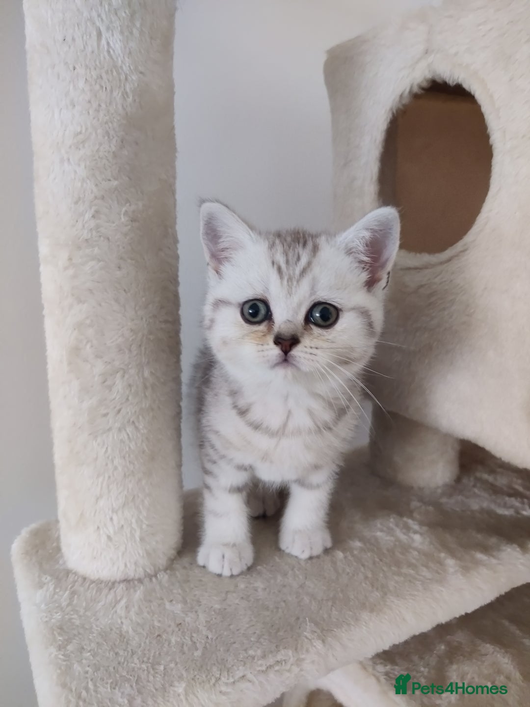 Scottish Fold cats for sale: Beautiful Scottish fold kittens  - Image 9