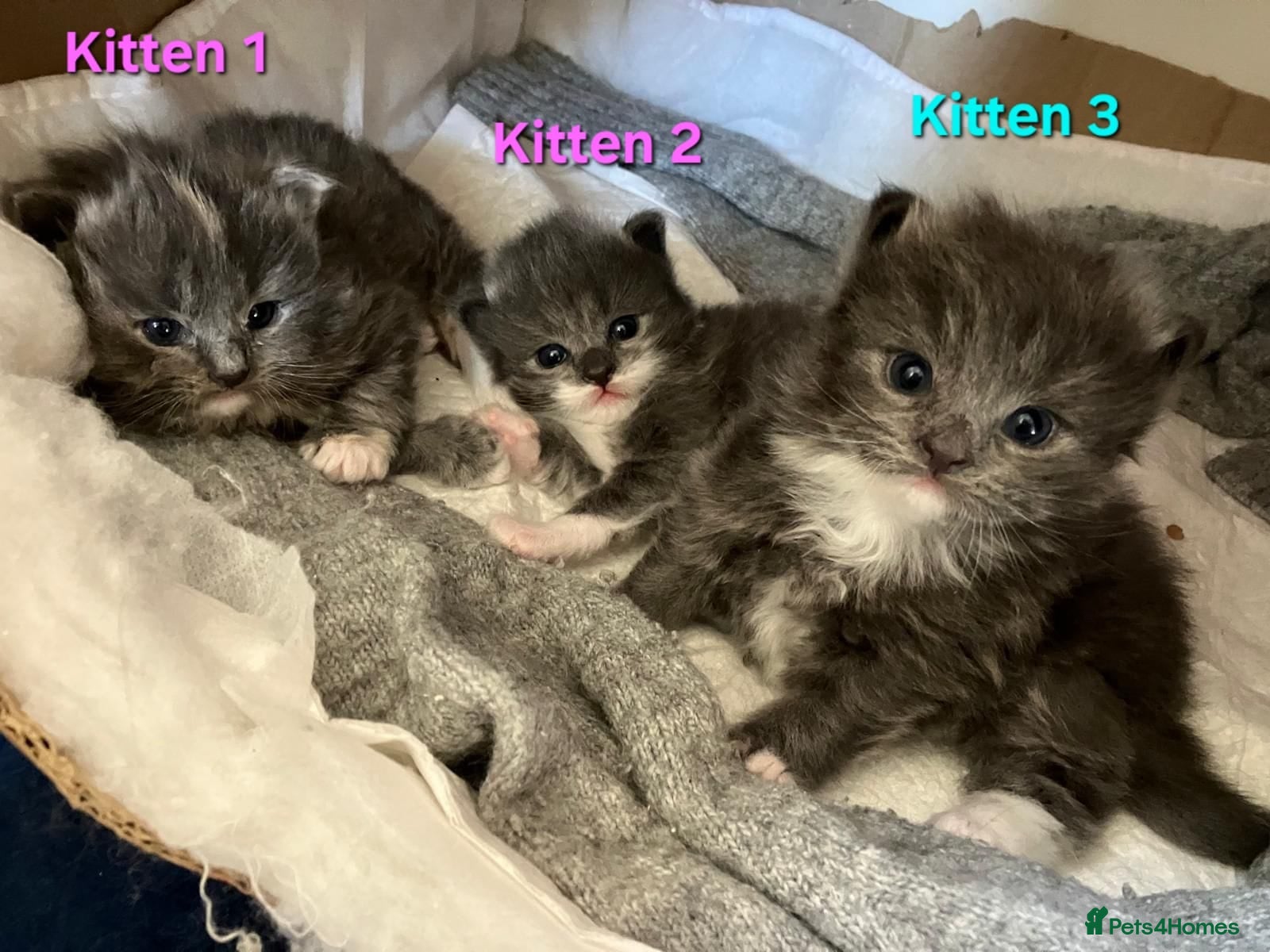 Ragdoll cats X3 Ragdoll Persian Cross Kittens. 1 boy/2 girls - Advert 2