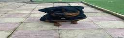 Rottweiler dogs for stud: Rottweiler - 4th generation KC registered pedigree - Advert 4