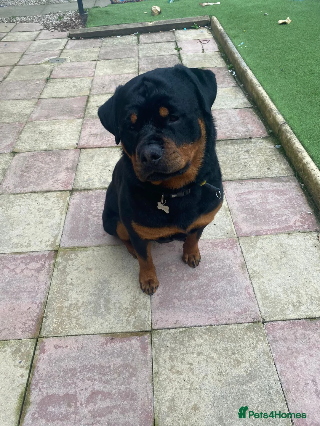 Rottweiler dogs for stud: Rottweiler - 4th generation KC registered pedigree - Advert 4