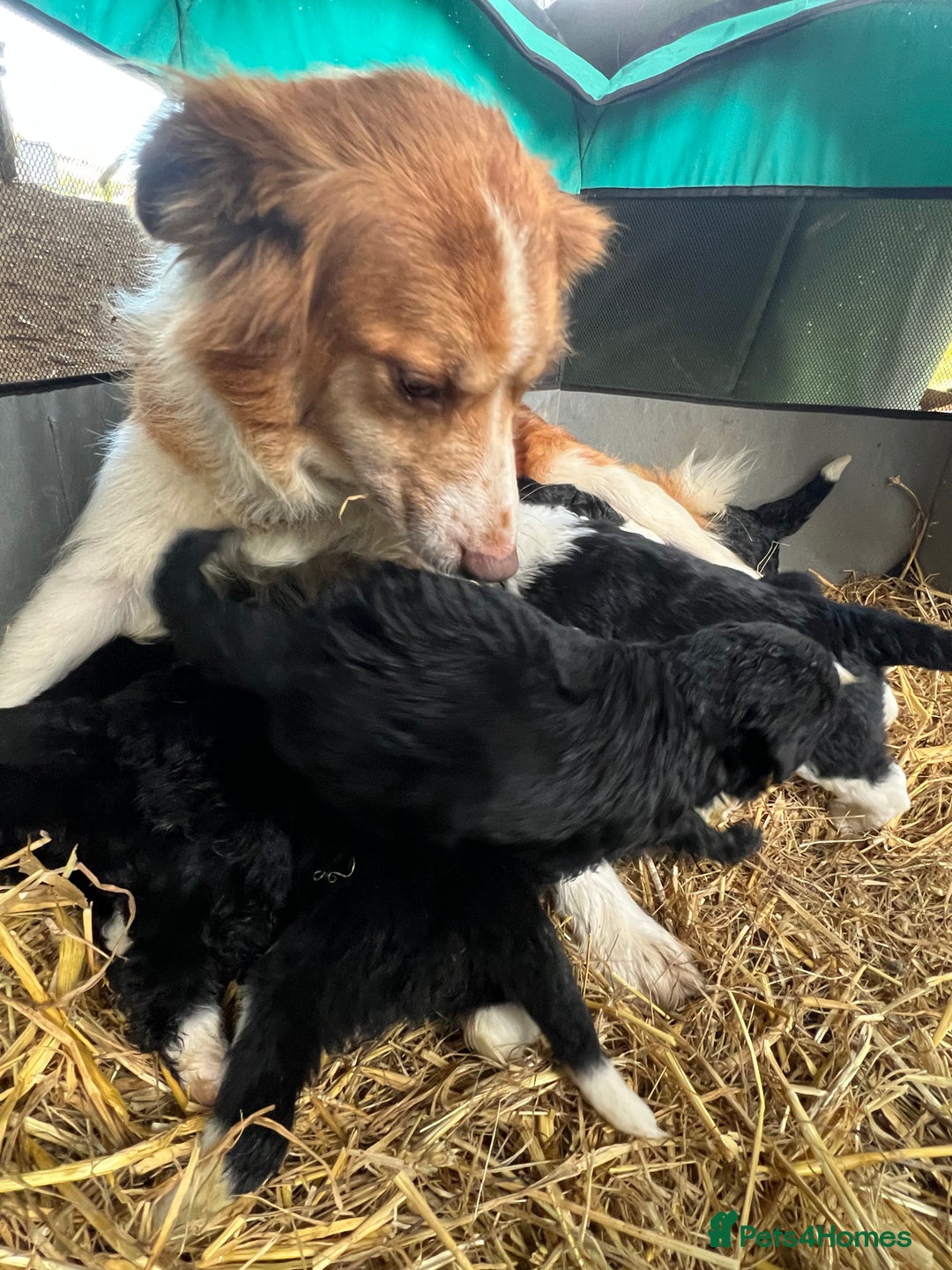 Bordoodle dogs for sale: Adorable Bordoodle (collie-poo) pups for sale  - Image 8