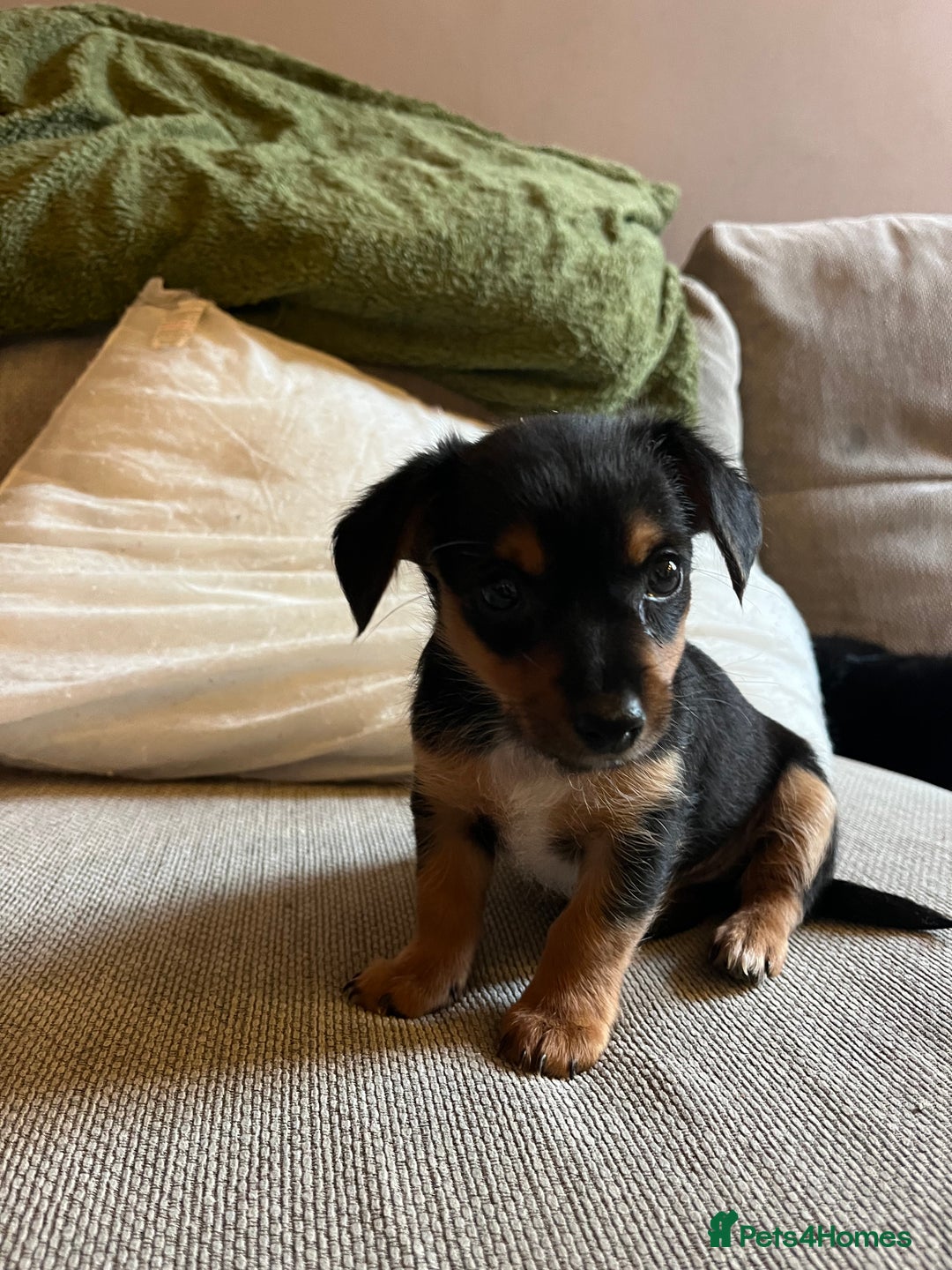 Jack Russell dogs for sale: Jack Russell puppies for sale - Advert 33