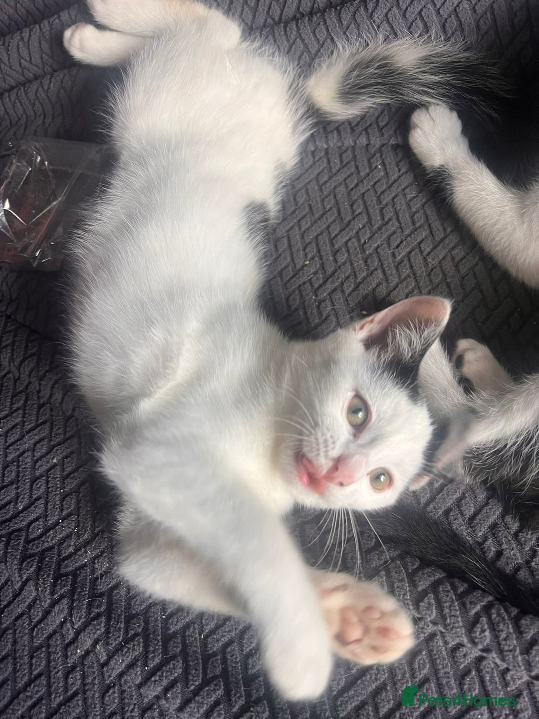 Mixed Breed cats for sale: 3 beautiful girls - Advert 4