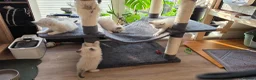Ragdoll cats for sale: Ragdoll kittens 💉🩺 vaccinated & microchipped - Advert 9