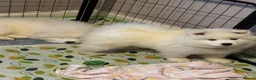 Samoyed dogs for sale: 🐾puppies are ready for new happy homes🐾 - Advert 20