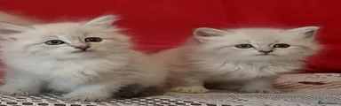 Siberian 3